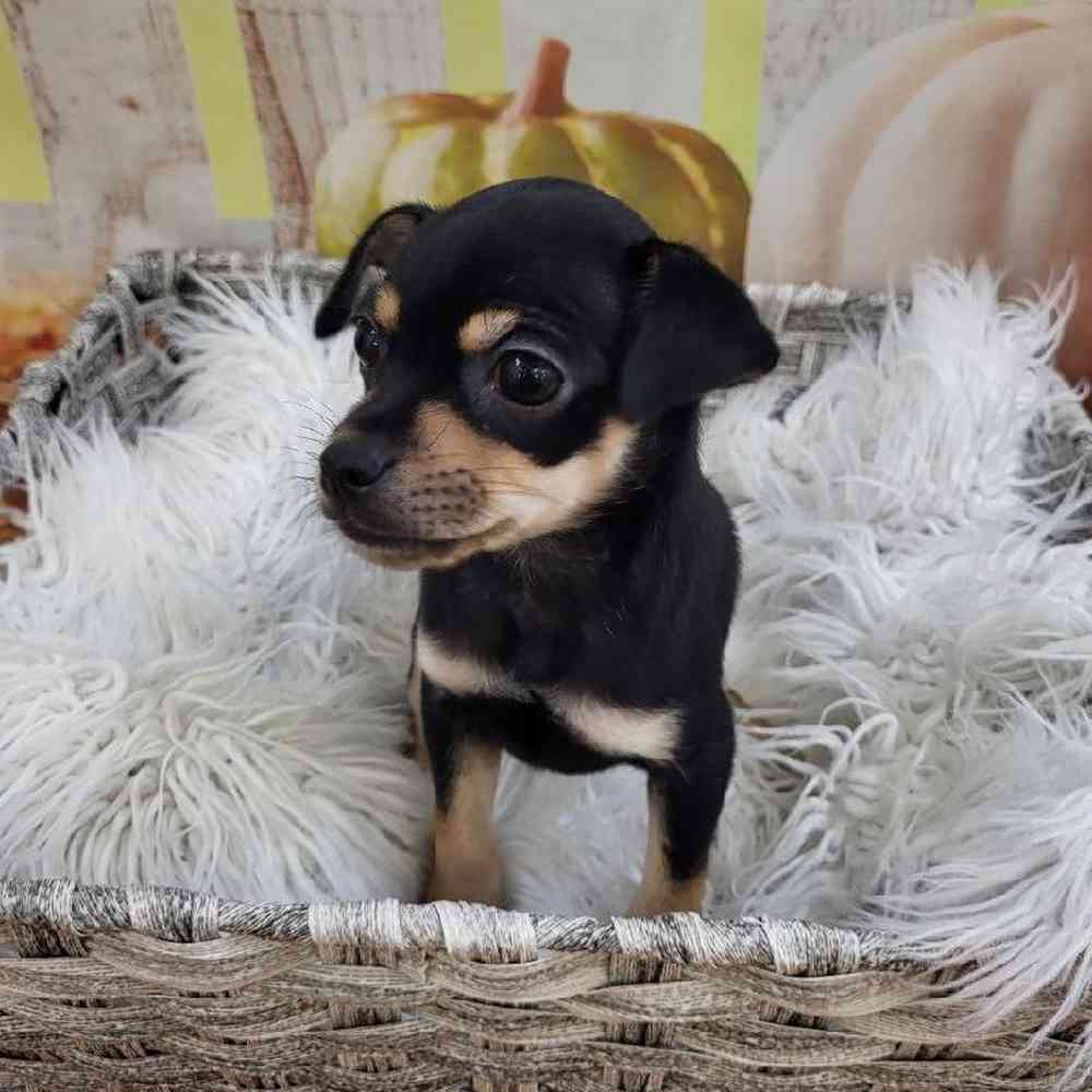 Female Chihuahua Puppy for Sale in Monroeville, PA