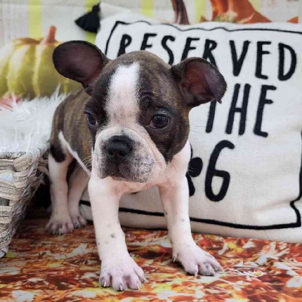 Male French Bulldog Puppy for Sale in Monroeville, PA