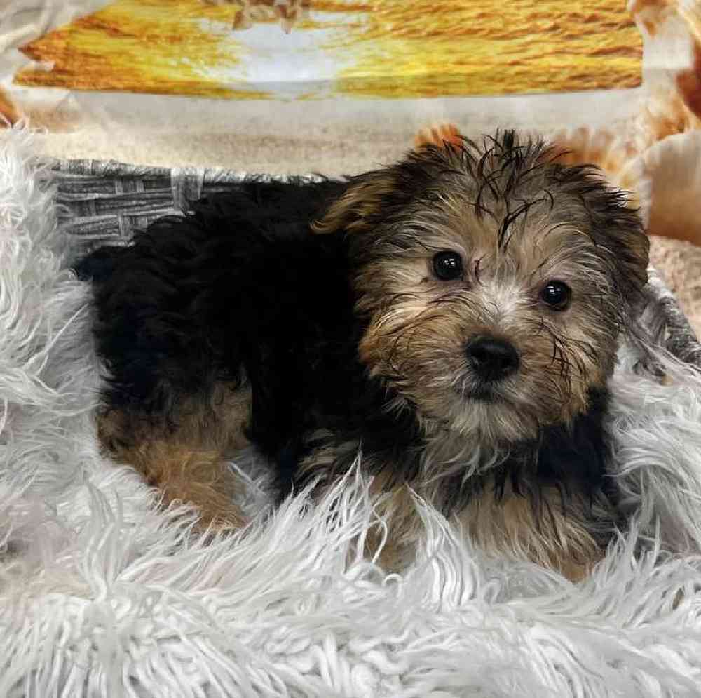 Female Morkie Puppy for Sale in Monroeville, PA