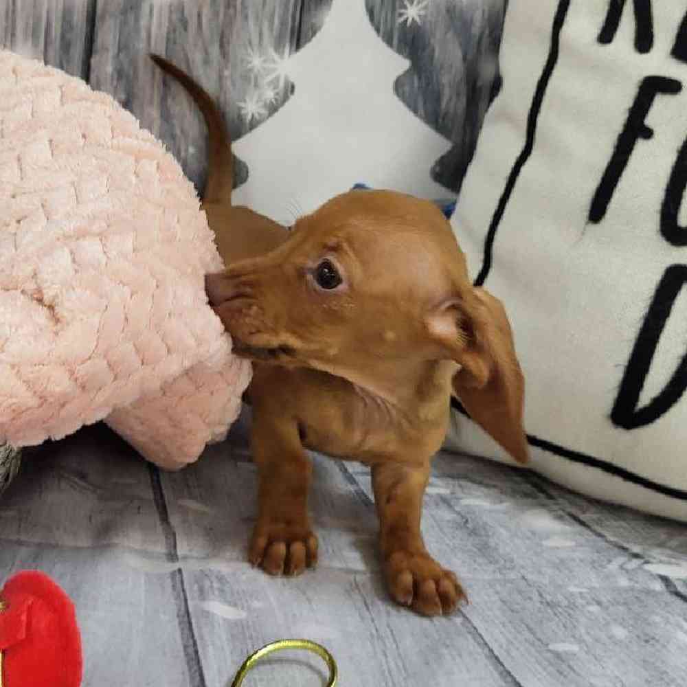 Female Dachshund Puppy for Sale in Monroeville, PA