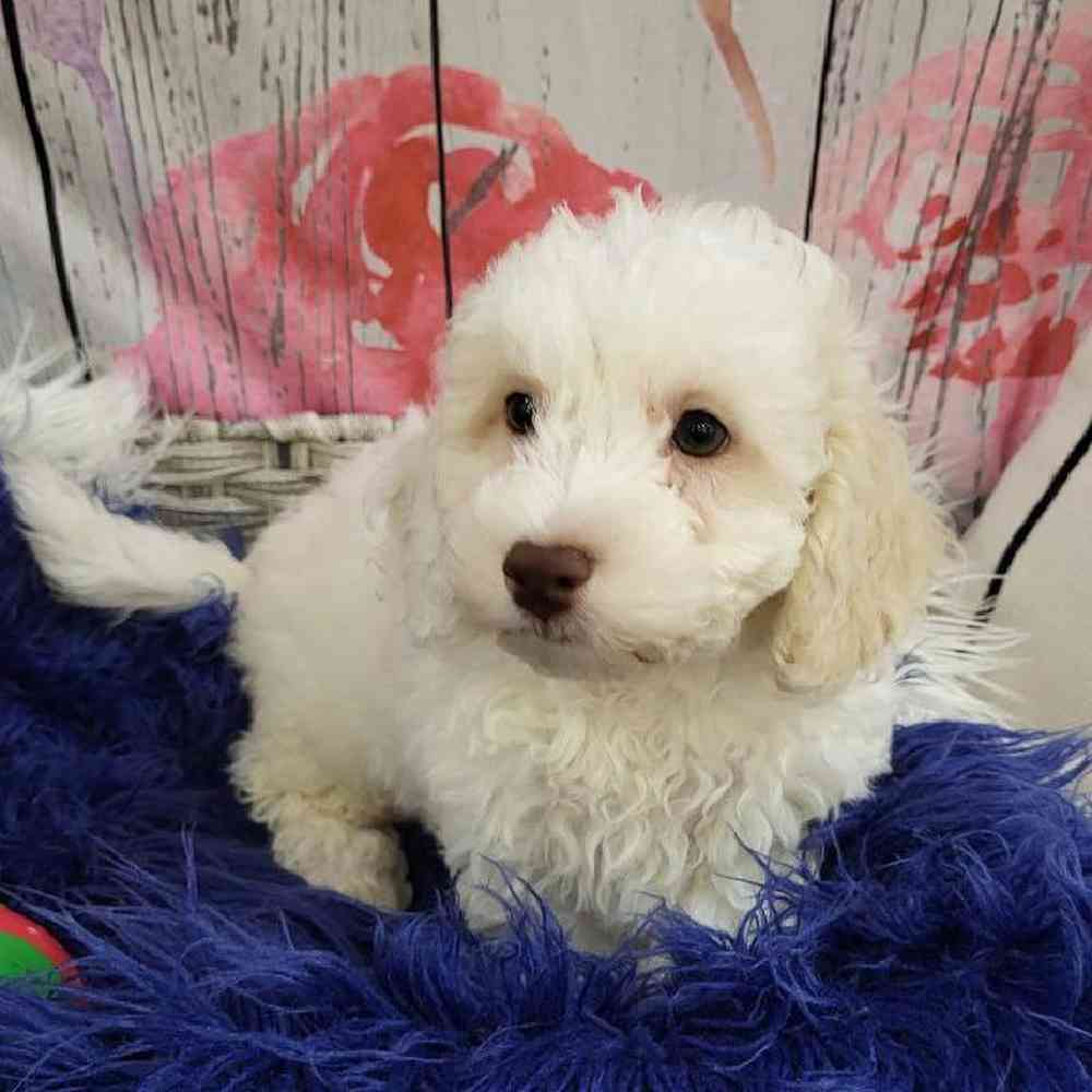 Male Bichon- Poo Puppy for Sale in Monroeville, PA