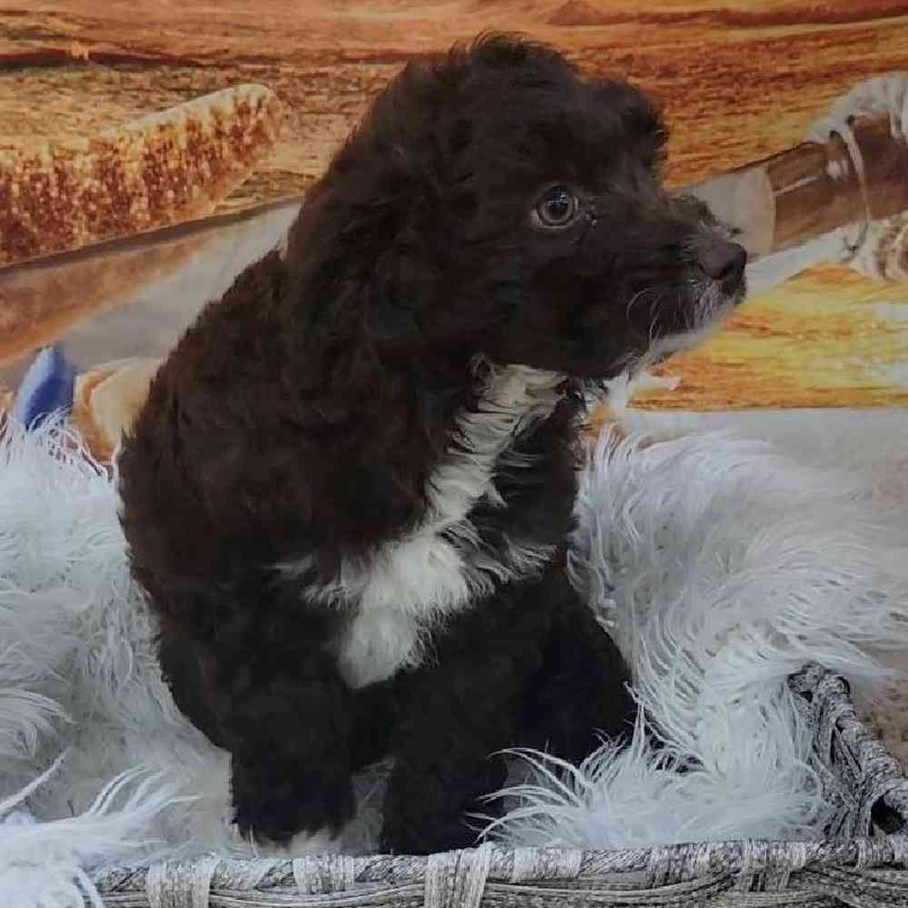 Female Mini Aussiedoodle Puppy for Sale in Monroeville, PA