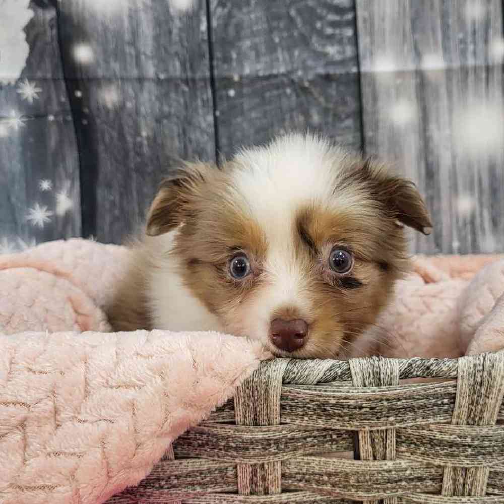 Female Toy Australian Shepherd Puppy for Sale in Monroeville, PA