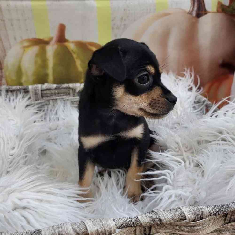 Female Chihuahua Puppy for Sale in Monroeville, PA