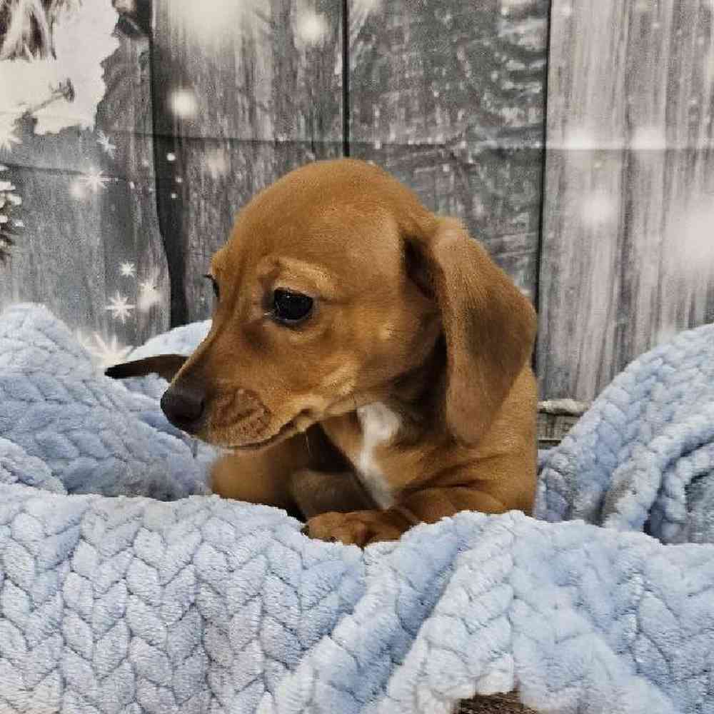 Male Dachshund Puppy for Sale in Monroeville, PA