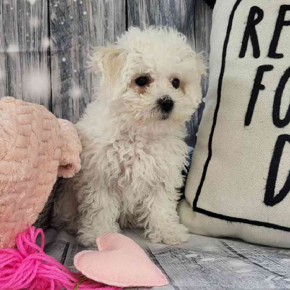 Female Bichon Puppy for Sale in Monroeville, PA