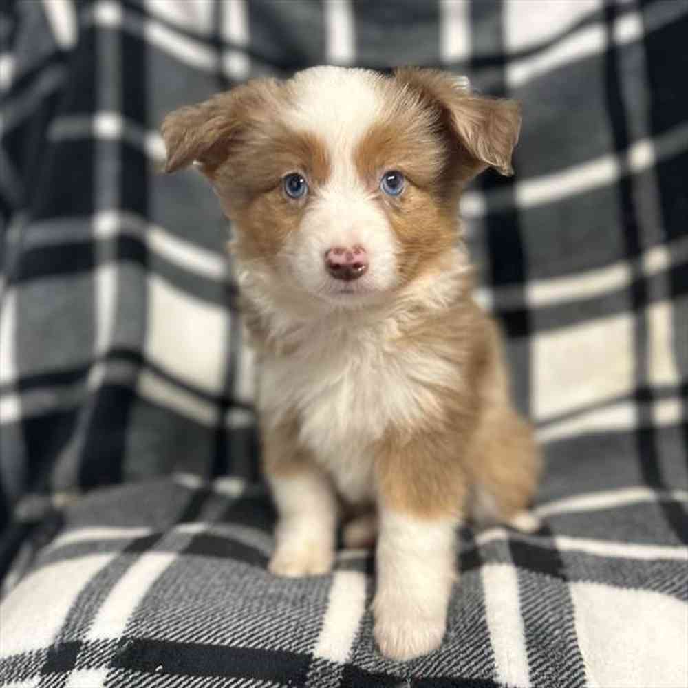 Toy Australian Shepherd image