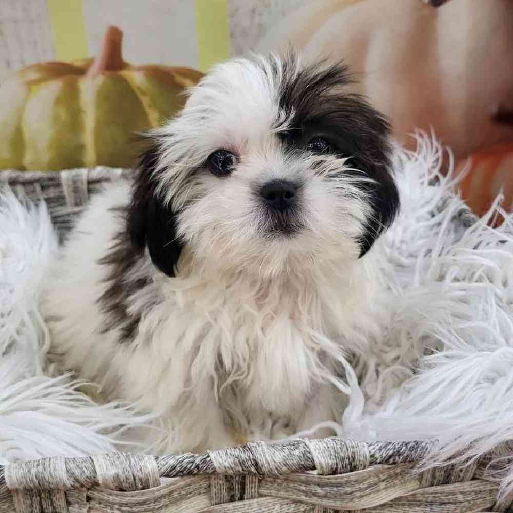 Female Shih Tzu Puppy for Sale in Monroeville, PA