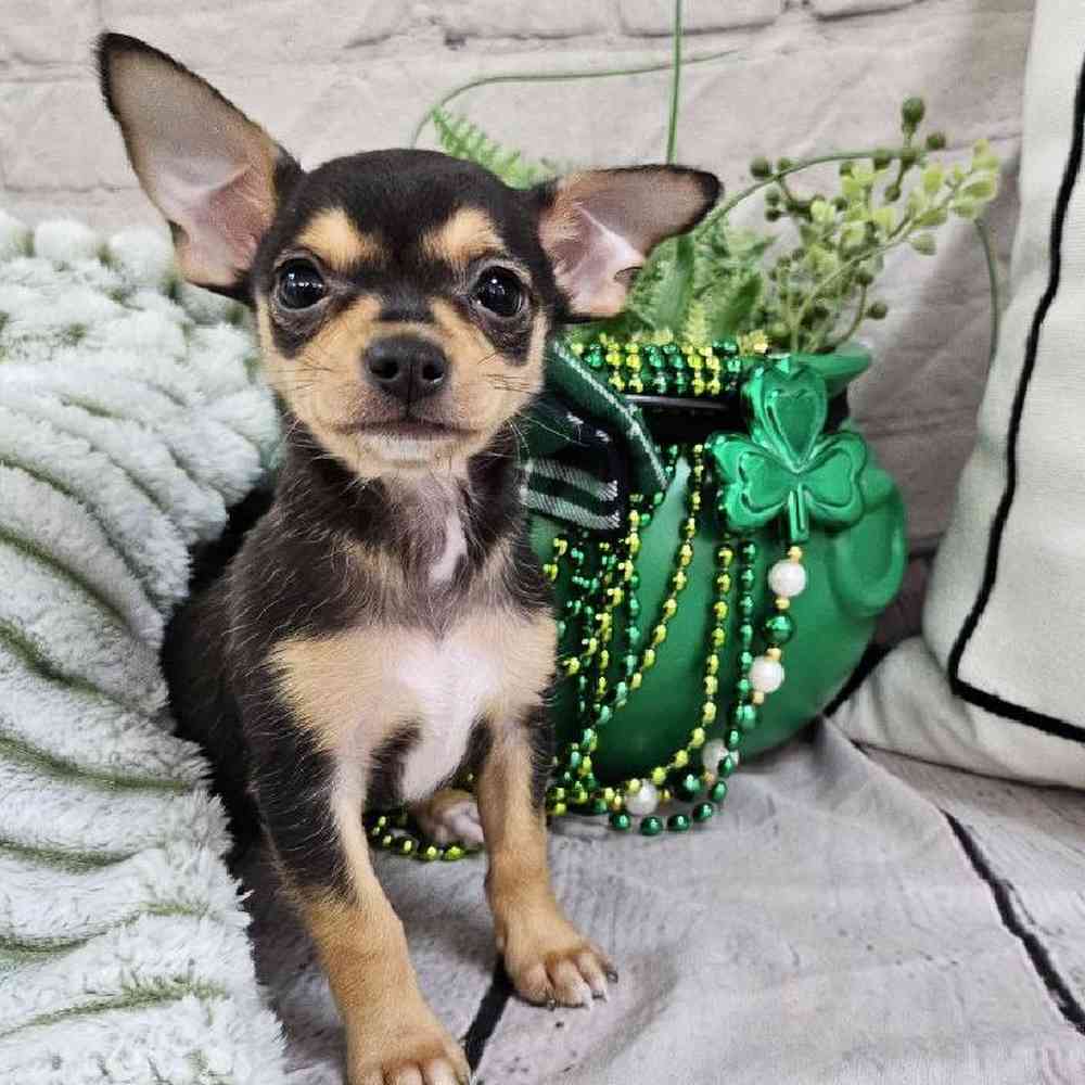 Female Chihuahua Puppy for Sale in Monroeville, PA