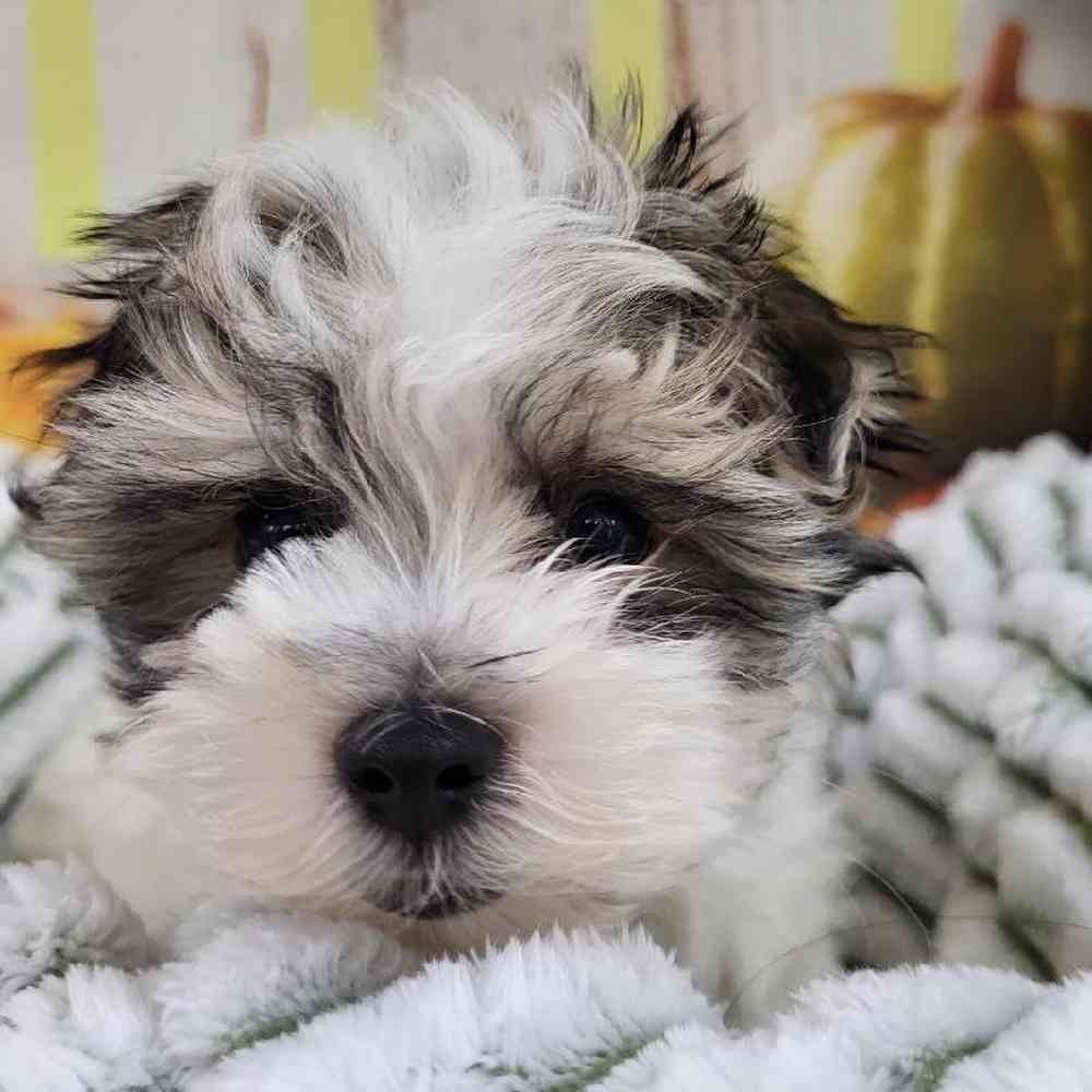 Male Morkie Puppy for Sale in Monroeville, PA