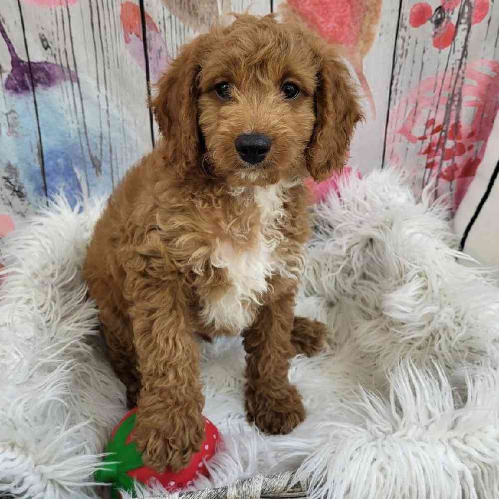 Male Cavapoo Puppy for Sale in Monroeville, PA