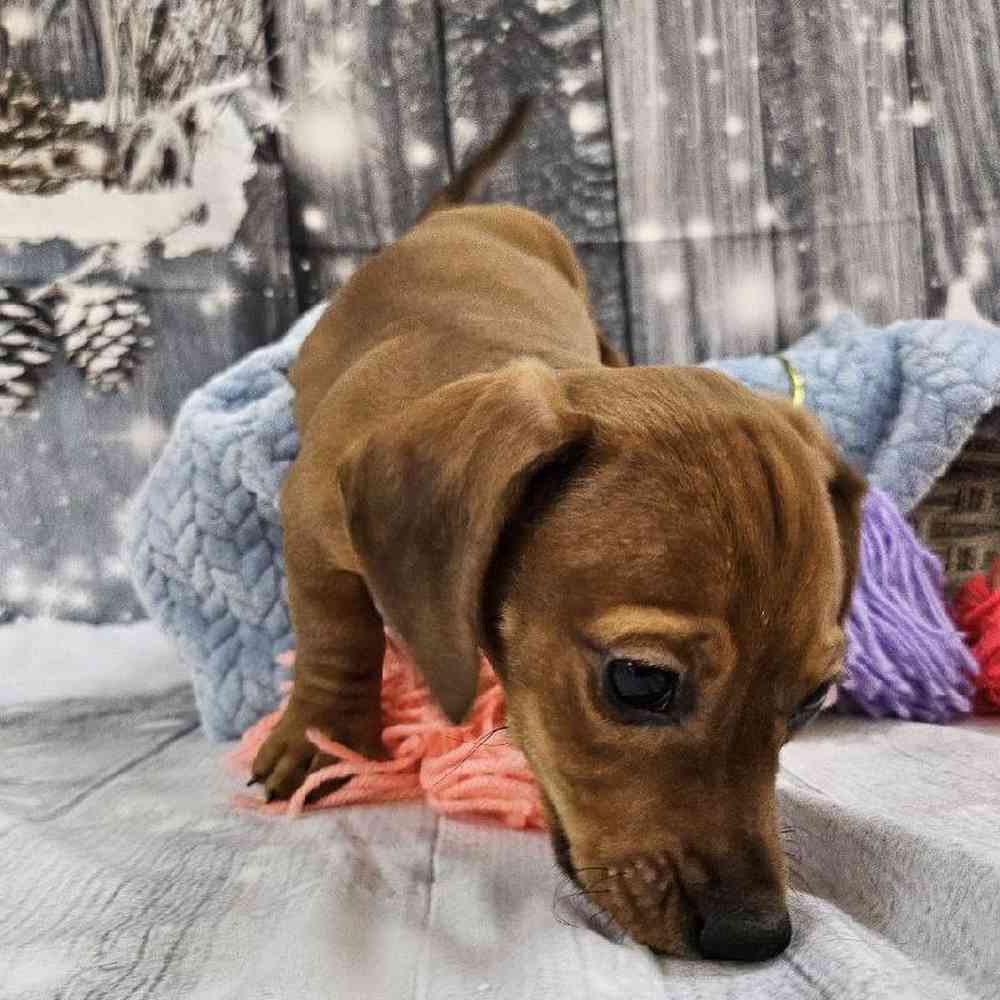 Male Dachshund Puppy for Sale in Monroeville, PA