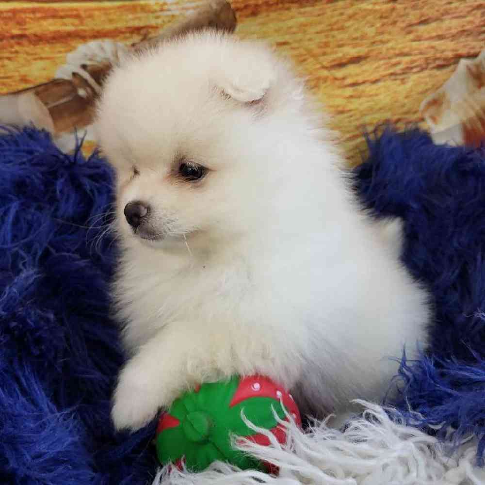 Male Pomeranian Puppy for Sale in Monroeville, PA