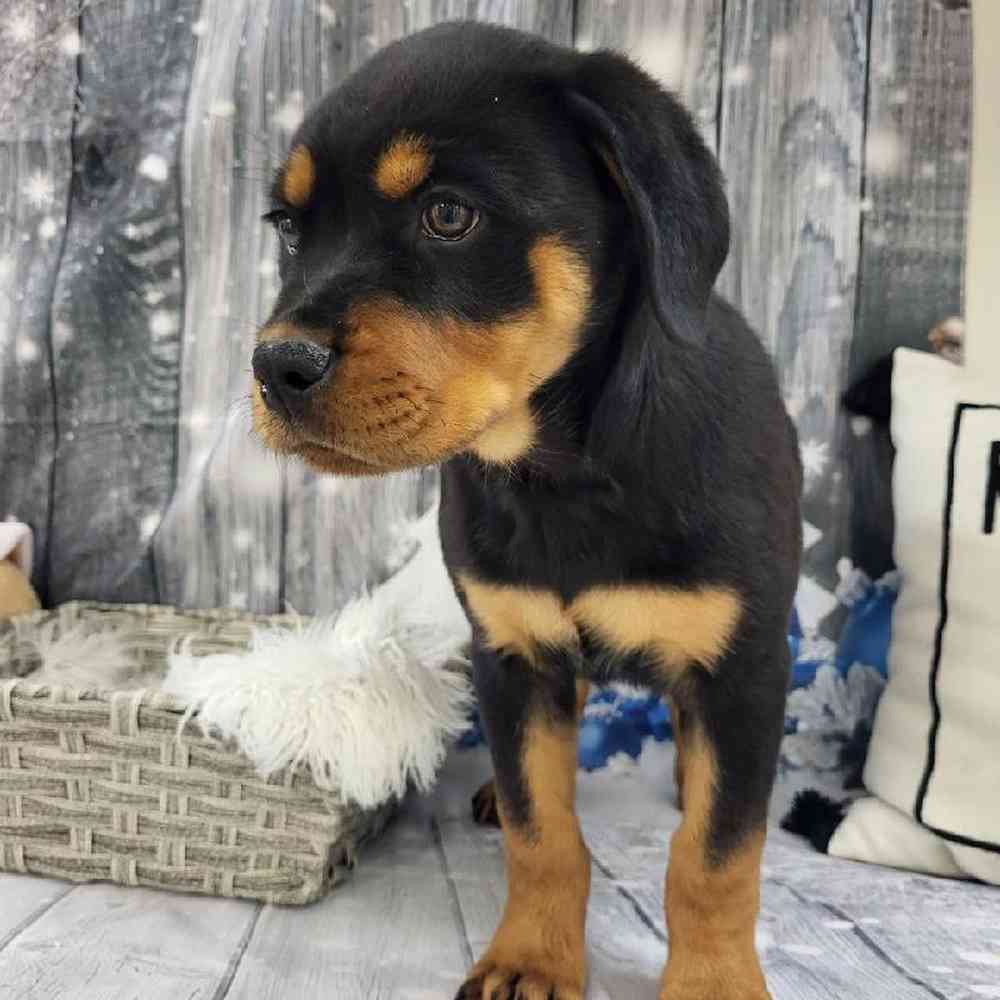 Female Rottweiler Puppy for Sale in Monroeville, PA