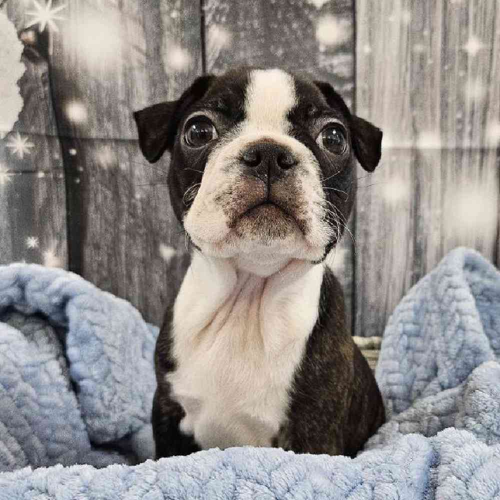 Male Boston Terrier Puppy for Sale in Monroeville, PA