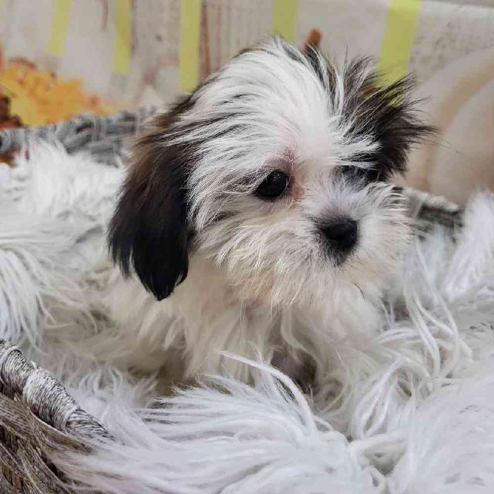 Female Shih Tzu Puppy for Sale in Monroeville, PA