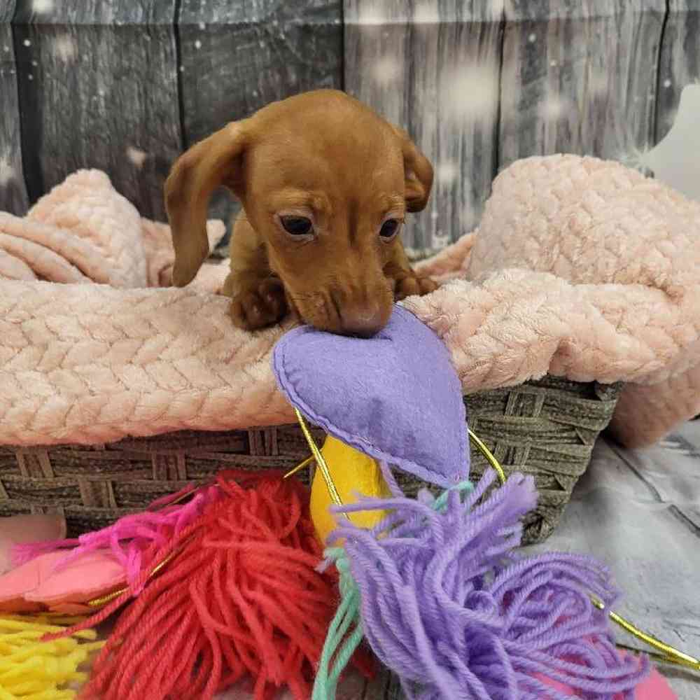 Female Dachshund Puppy for Sale in Monroeville, PA