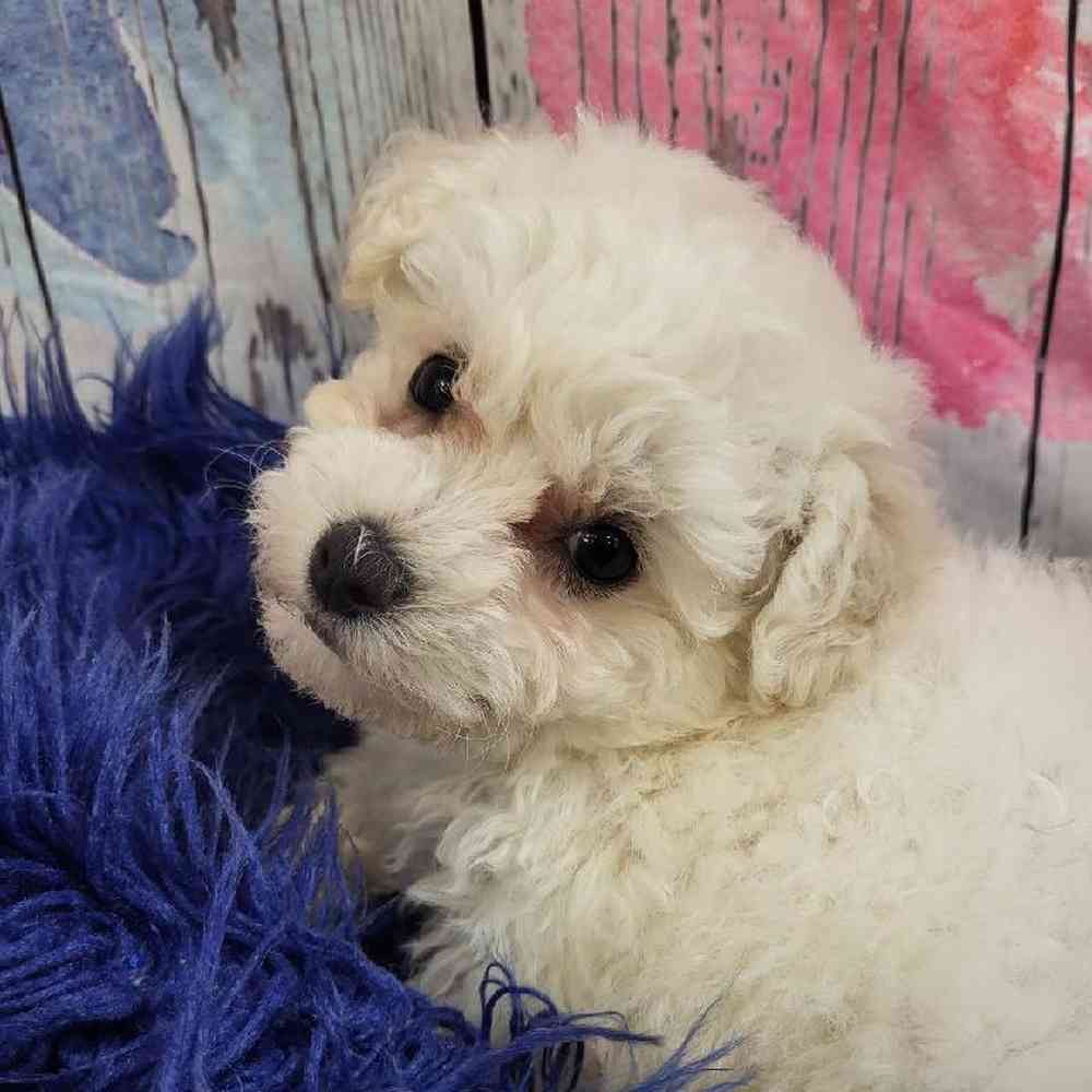 Female Bichon Puppy for Sale in Monroeville, PA