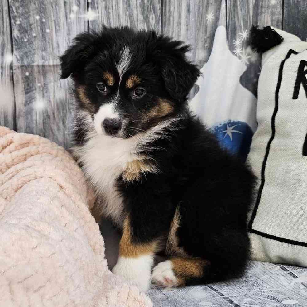 Female Miniature American Shepherd Puppy for Sale in Monroeville, PA