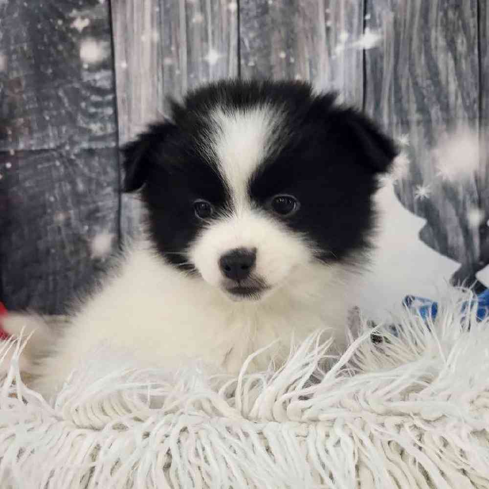 Female Pomsky 2nd gen. Puppy for Sale in Monroeville, PA