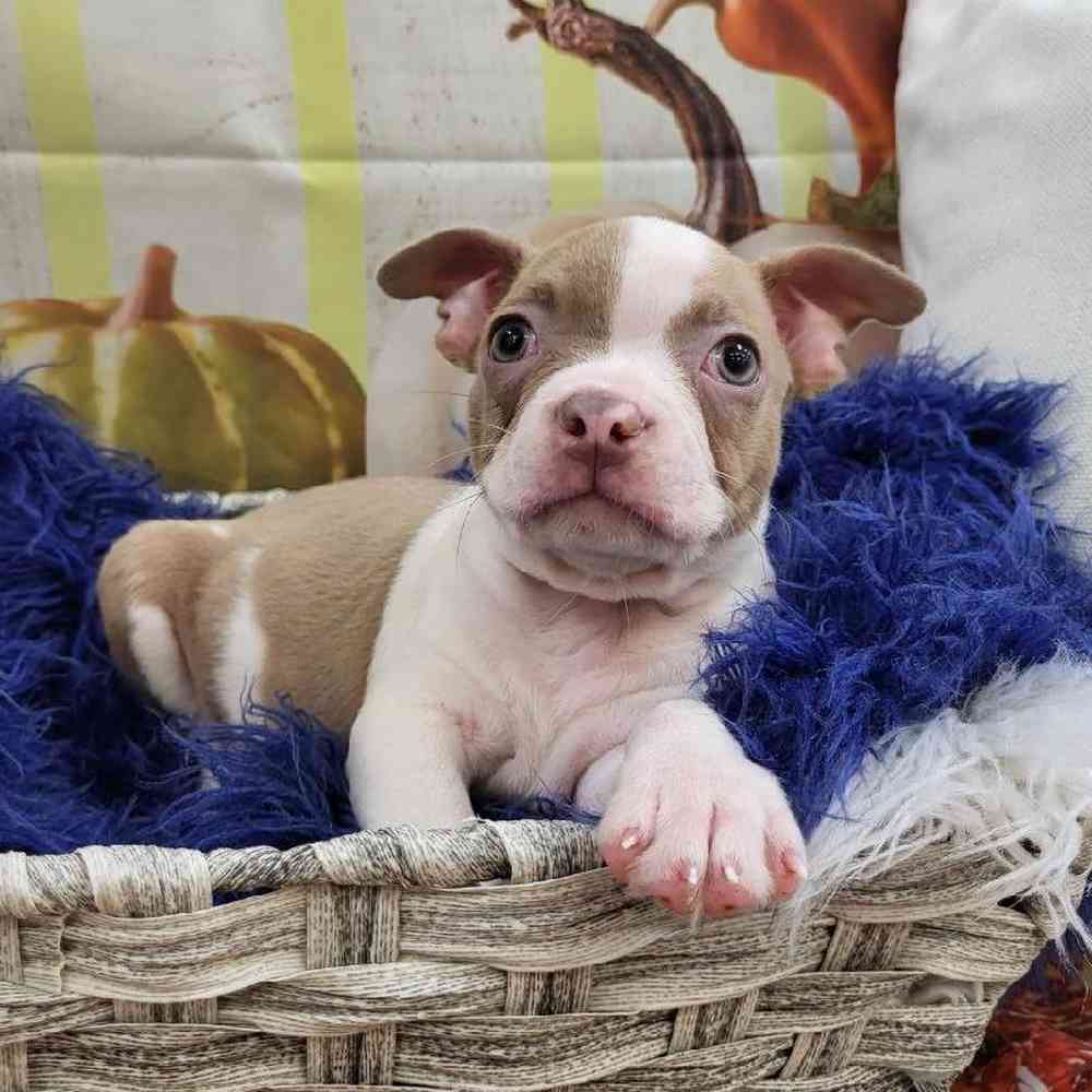 Male Boston Terrier Puppy for Sale in Monroeville, PA