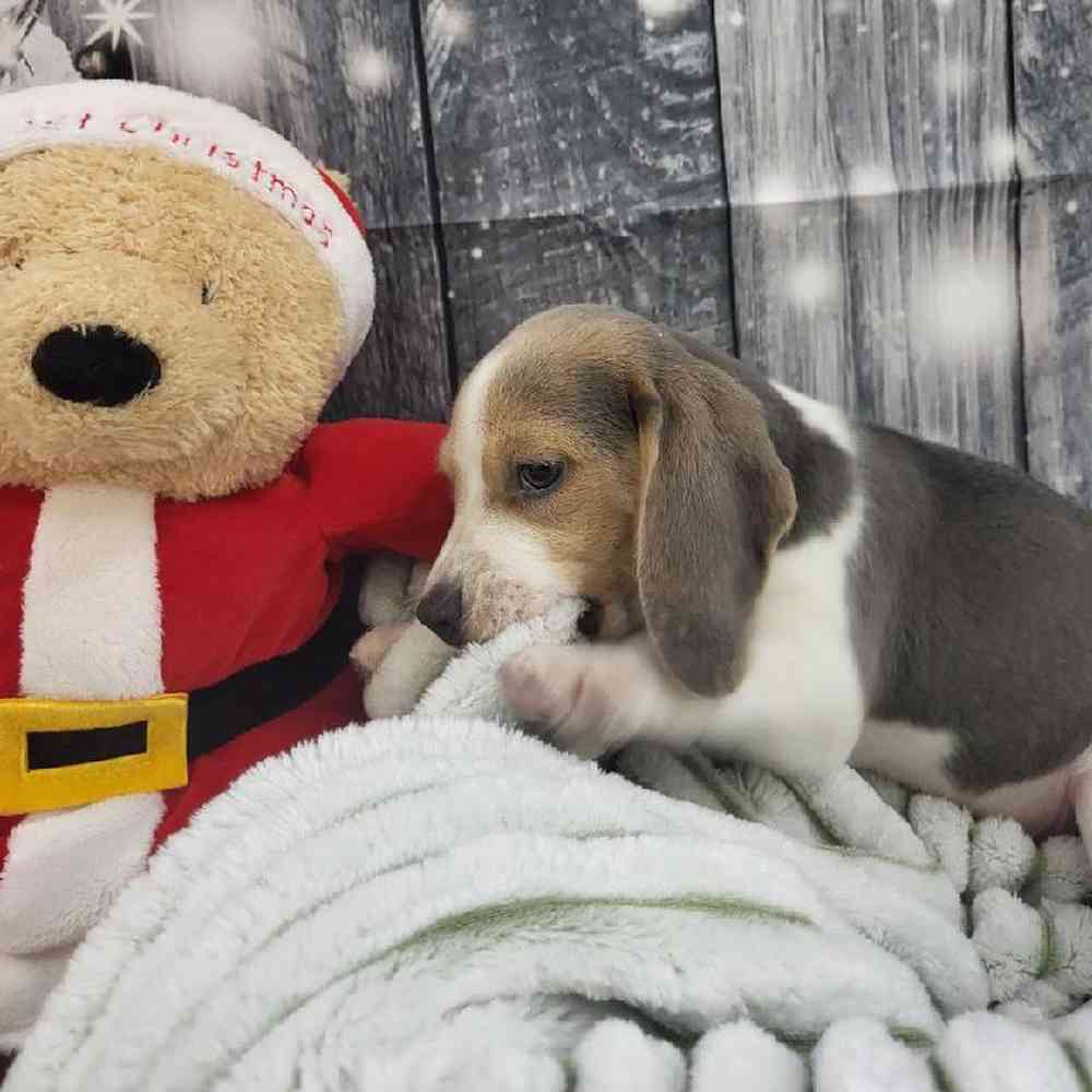 Male Beagle Puppy for Sale in Monroeville, PA