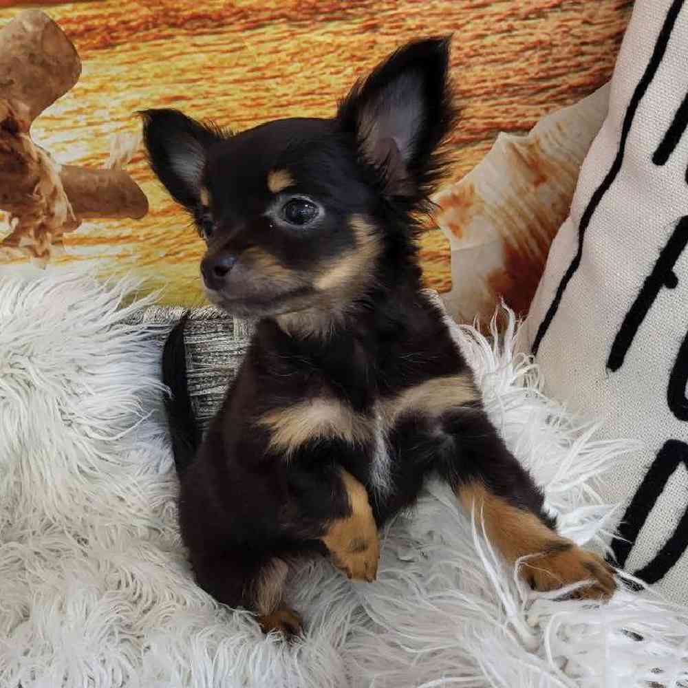 Female Chihuahua Puppy for Sale in Monroeville, PA