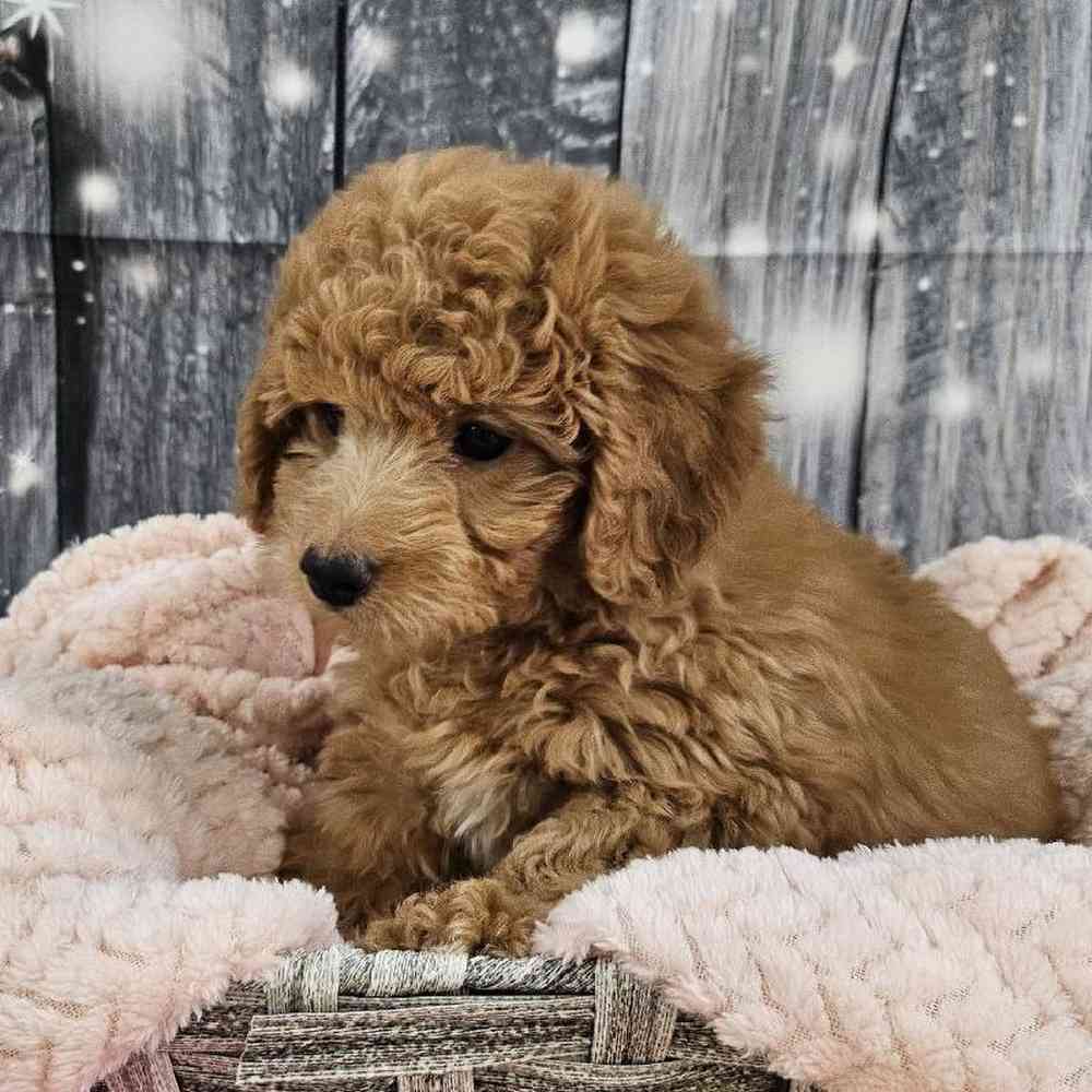 Female Mini Goldendoodle 2nd Gen. Puppy for Sale in Monroeville, PA