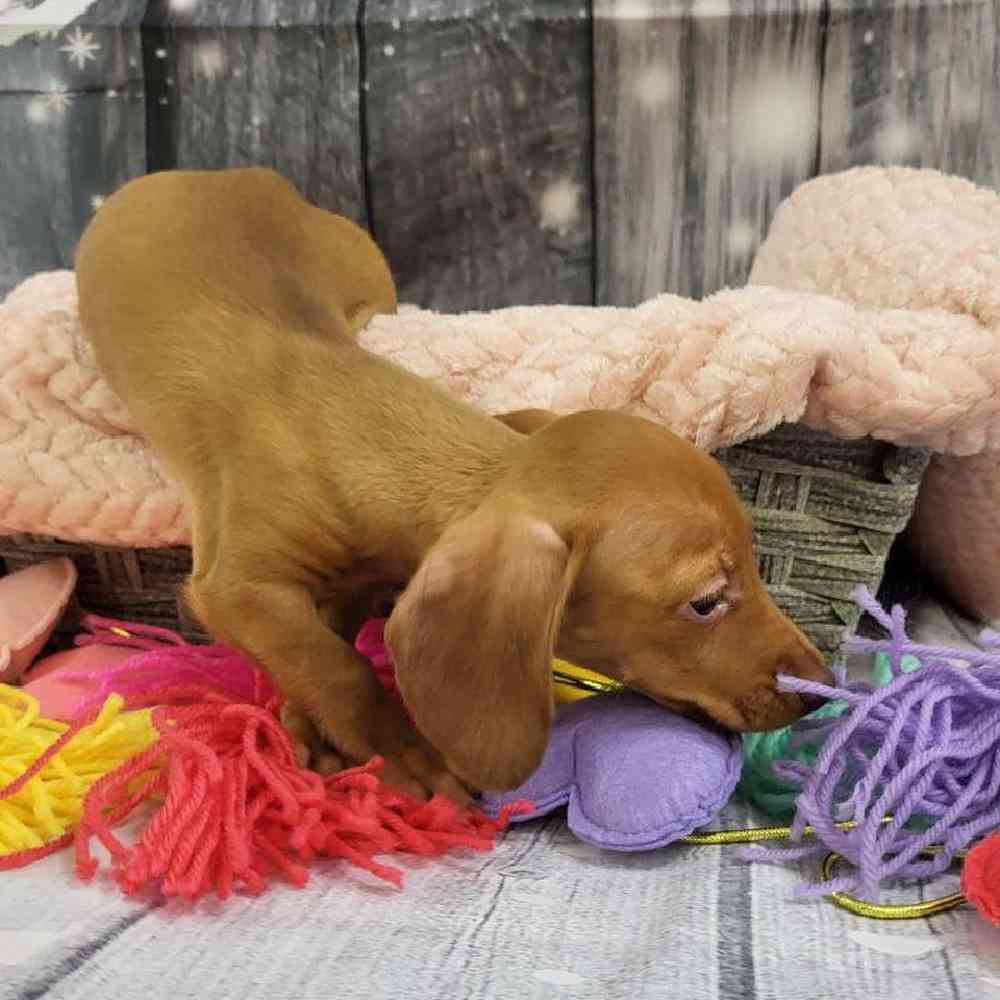 Female Dachshund Puppy for Sale in Monroeville, PA