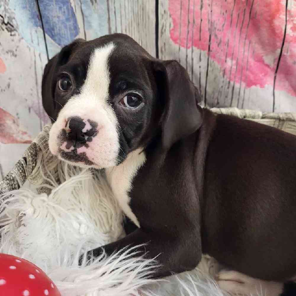 Female Boxer Puppy for Sale in Monroeville, PA