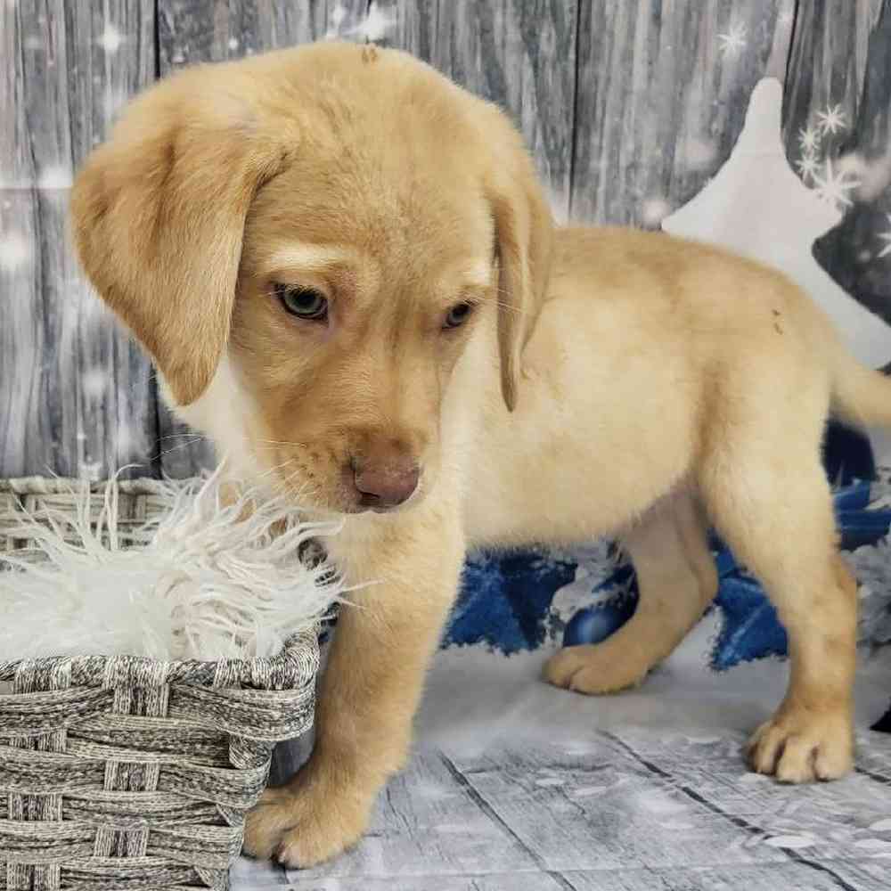 Male Labrador Retriever Puppy for Sale in Monroeville, PA