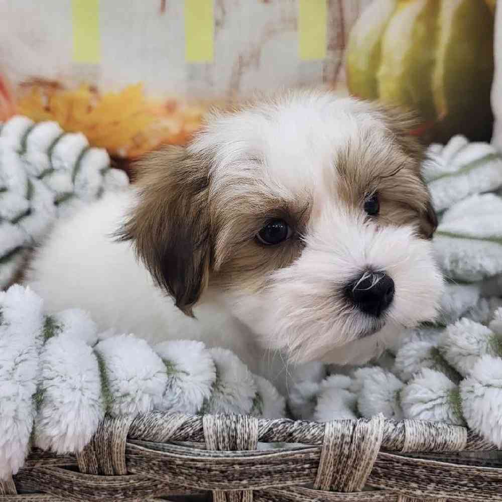 Male Havanese Puppy for Sale in Monroeville, PA