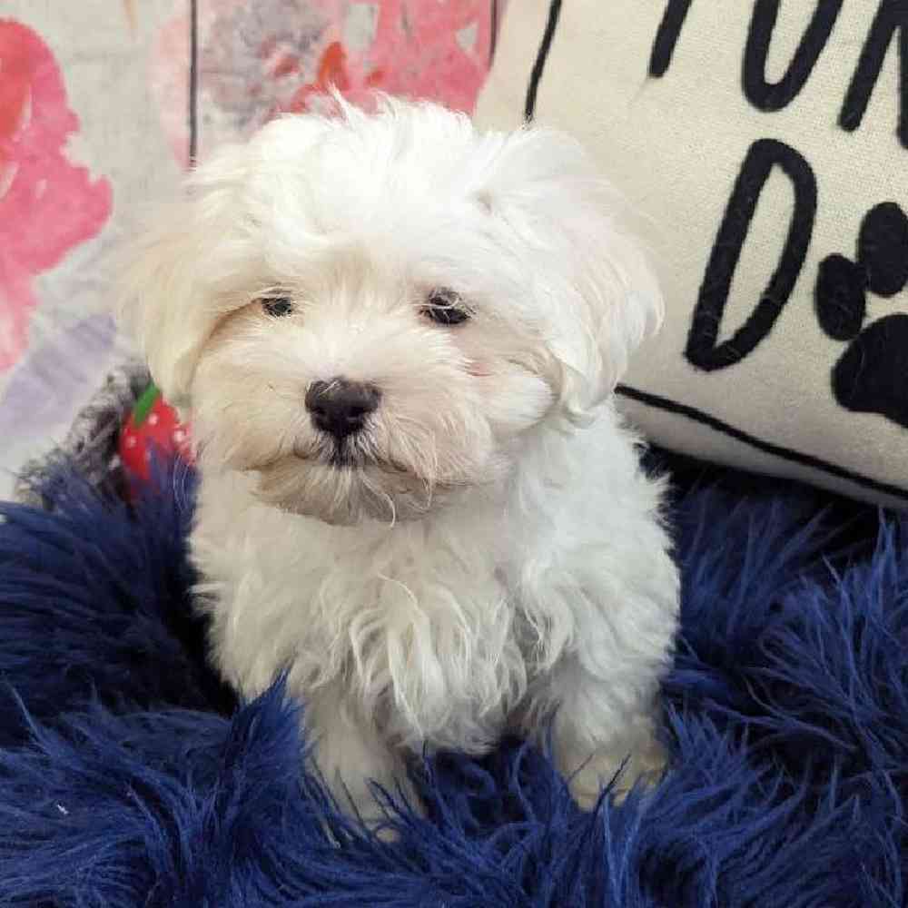 Male Maltese Puppy for Sale in Monroeville, PA