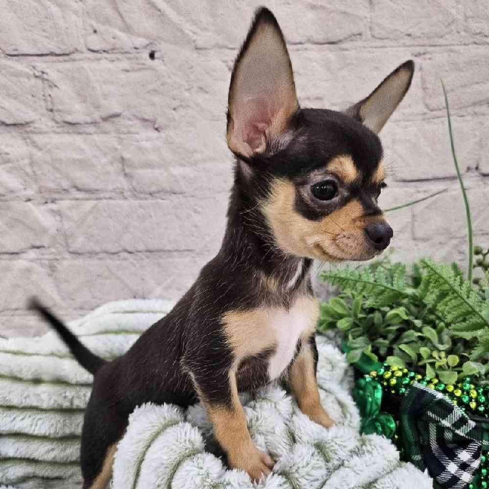 Female Chihuahua Puppy for Sale in Monroeville, PA