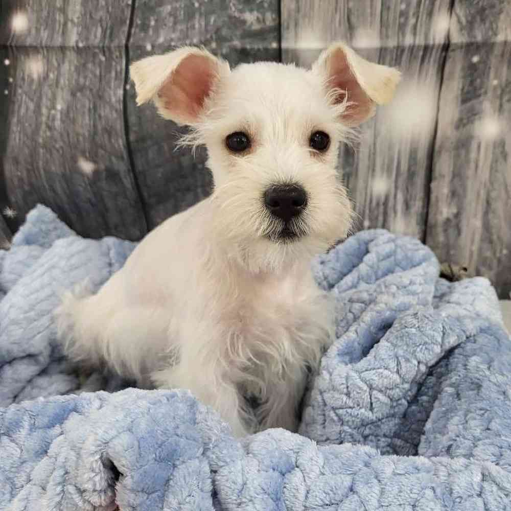 Male Mini Schnauzer Puppy for Sale in Monroeville, PA