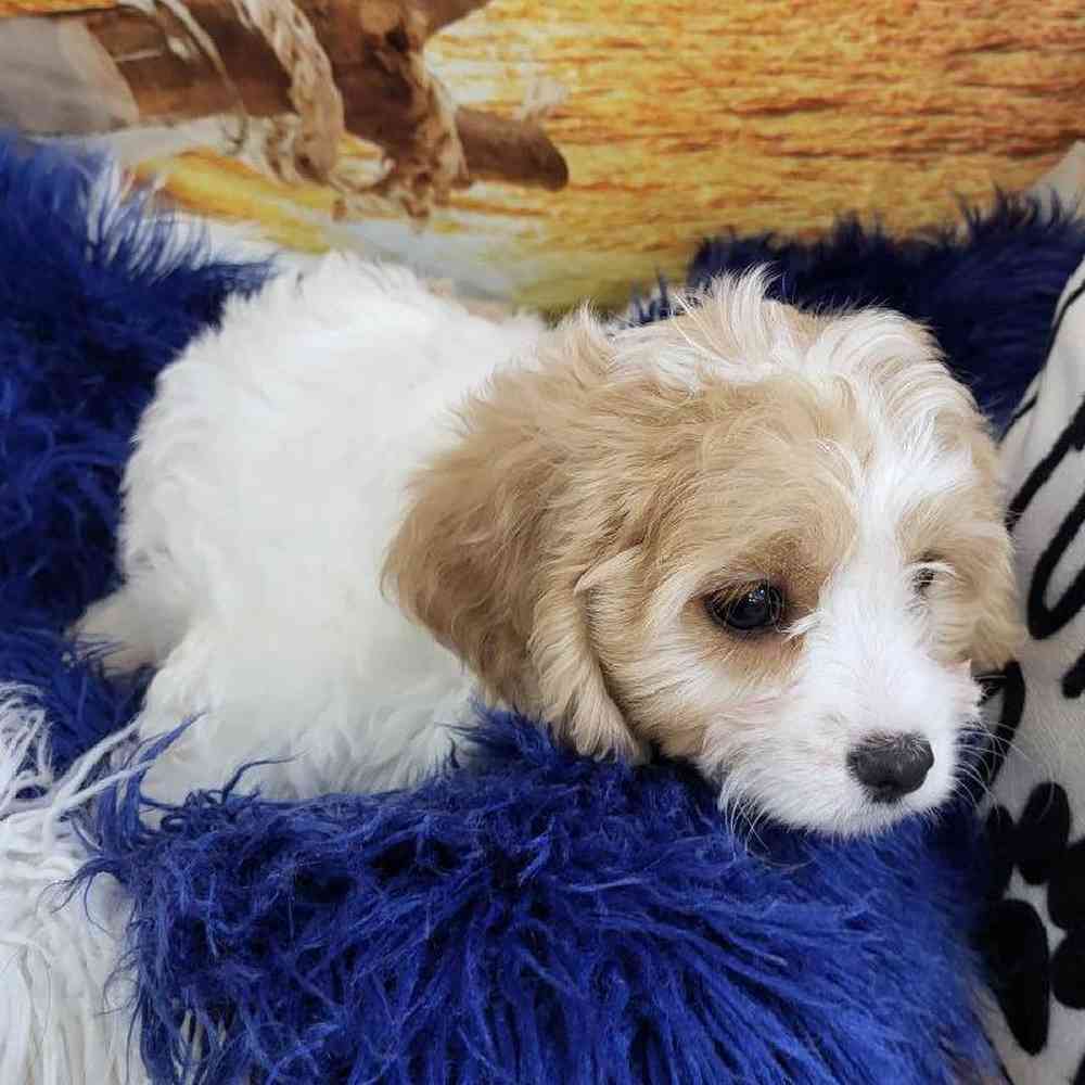 Female Cavachon Puppy for Sale in Monroeville, PA