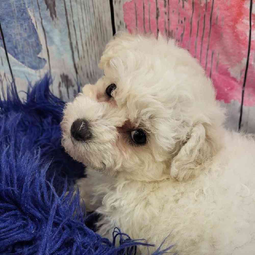 Female Bichon Puppy for Sale in Monroeville, PA