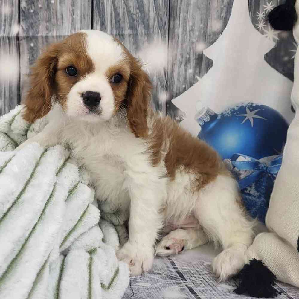 Male Cavalier King Charles Spaniel Puppy for Sale in Monroeville, PA