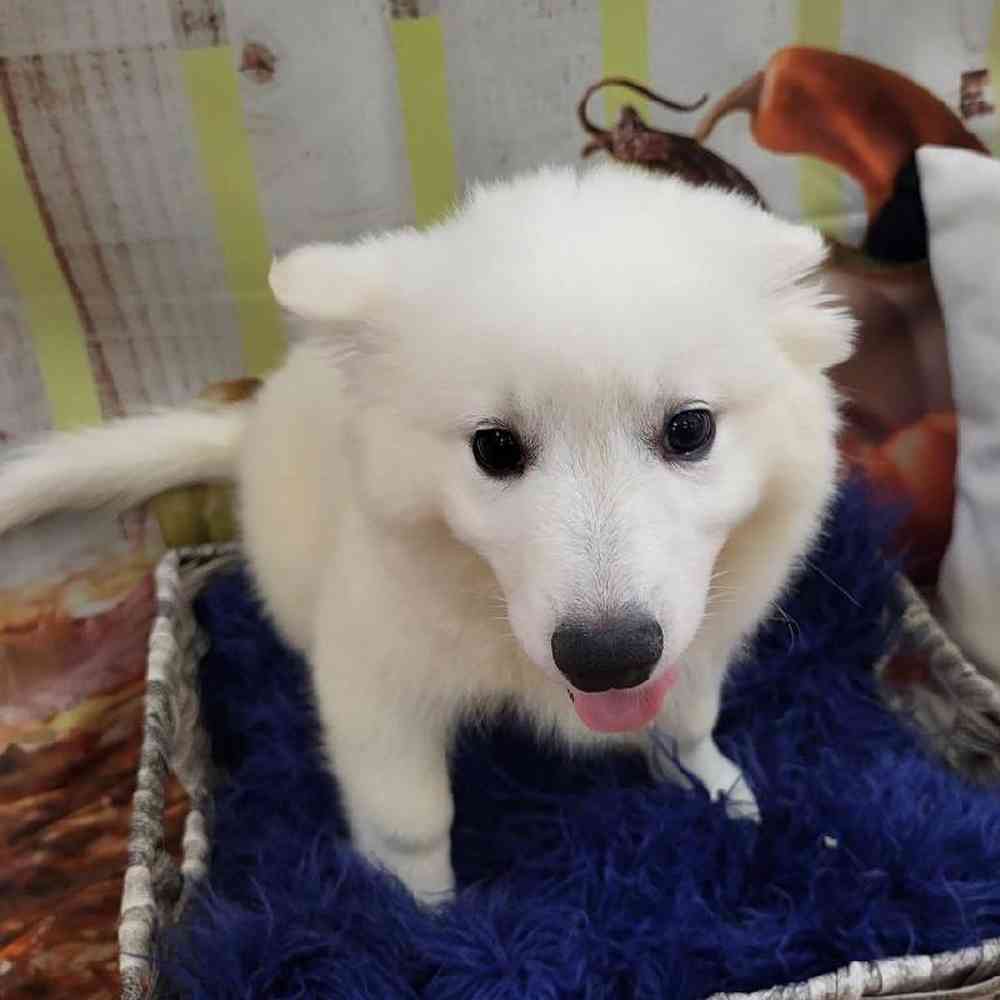 Male American Eskimo Puppy for Sale in Monroeville, PA