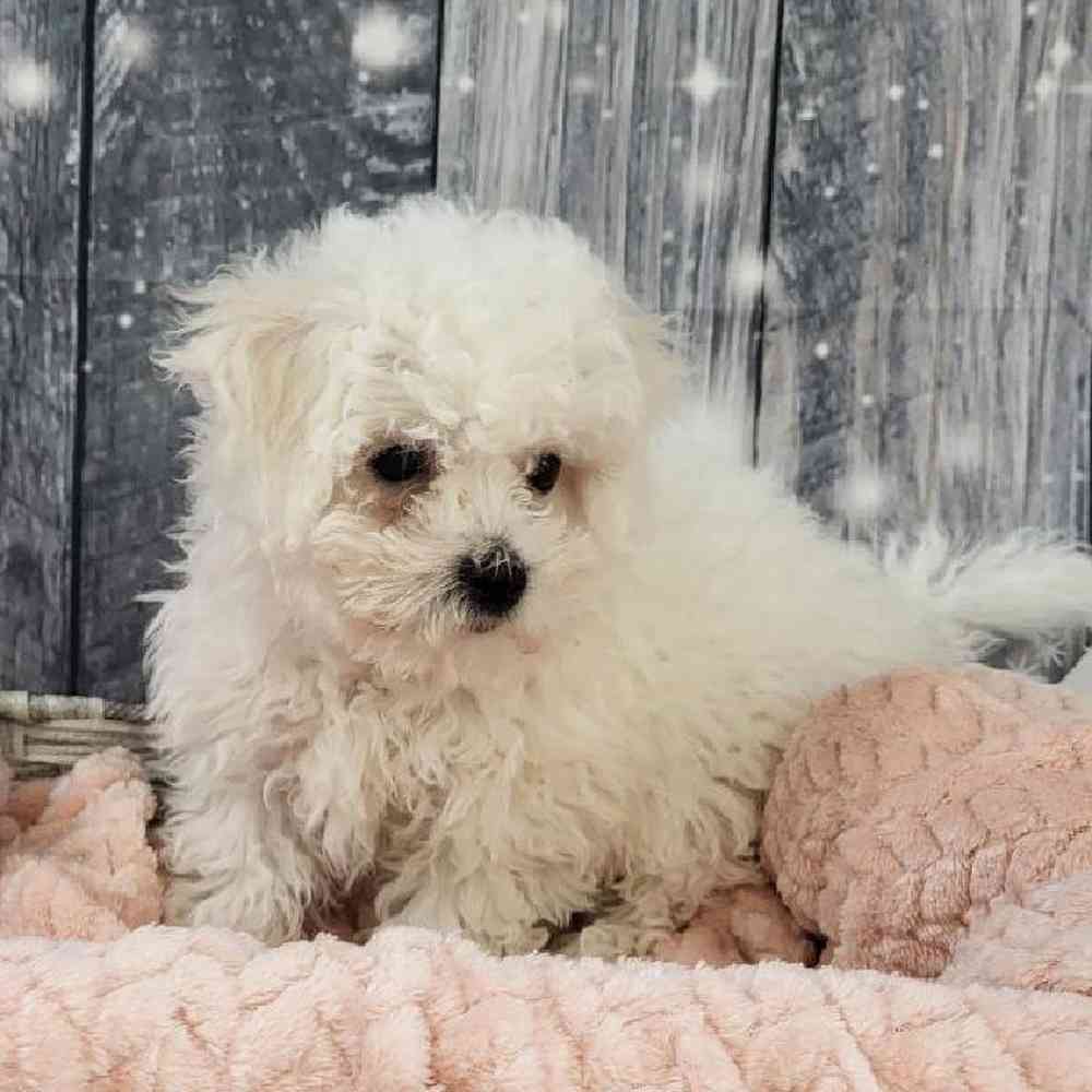 Female Bichon Puppy for Sale in Monroeville, PA