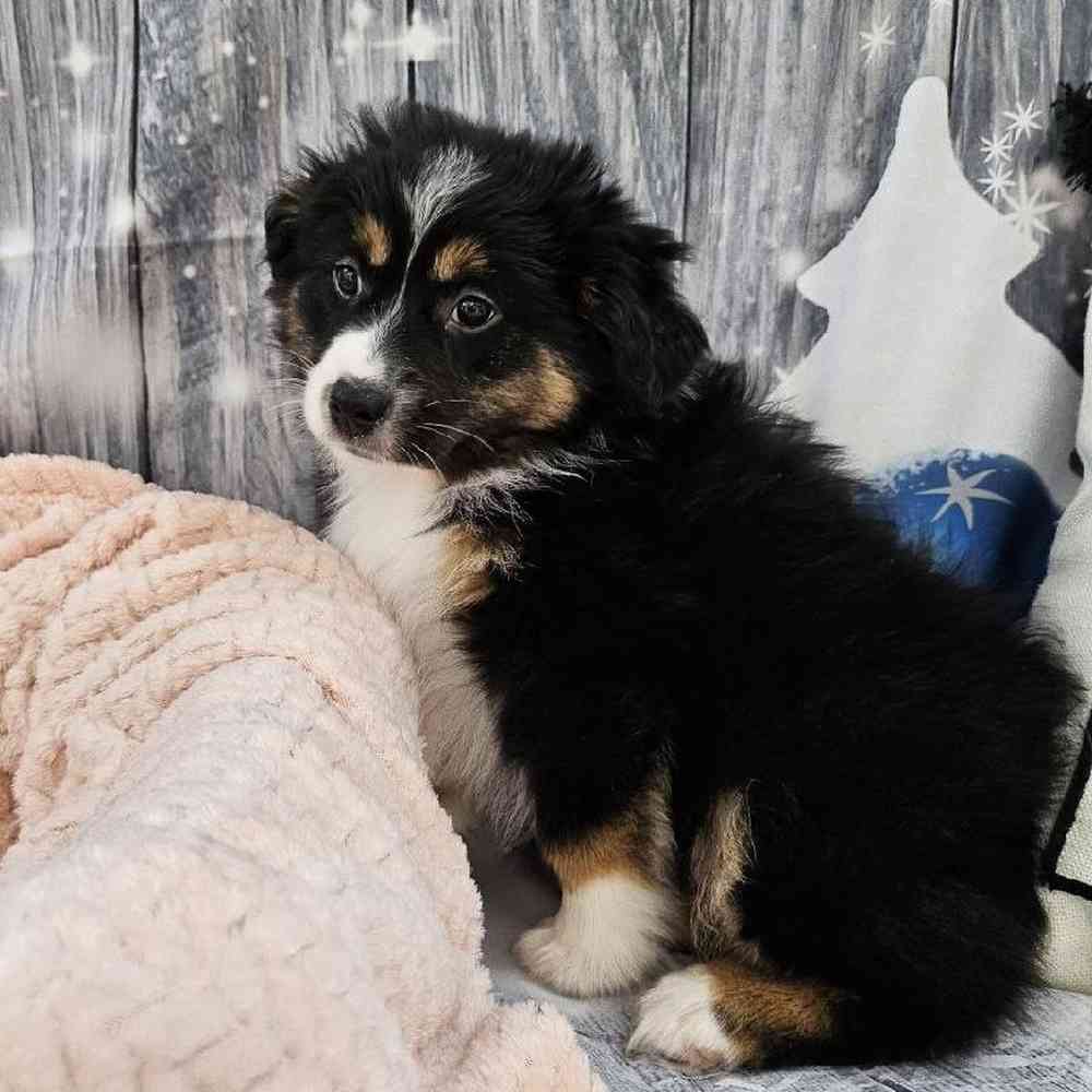 Female Miniature American Shepherd Puppy for Sale in Monroeville, PA