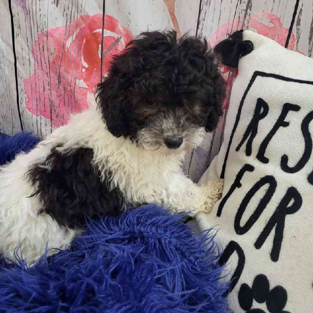 Male Mini Poodle Puppy for Sale in Monroeville, PA