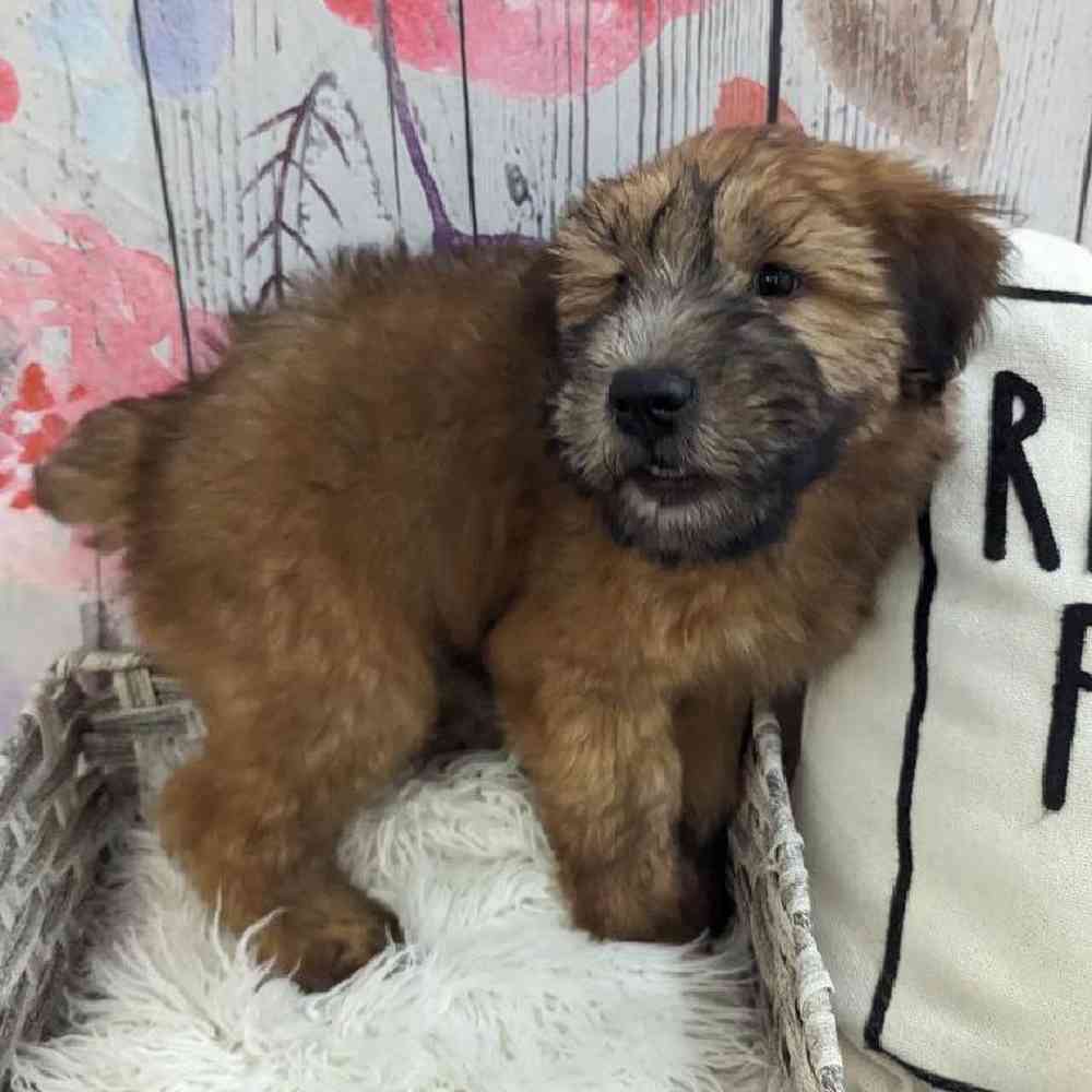 Male Soft Coated Wheaten Terrier Puppy for Sale in Monroeville, PA