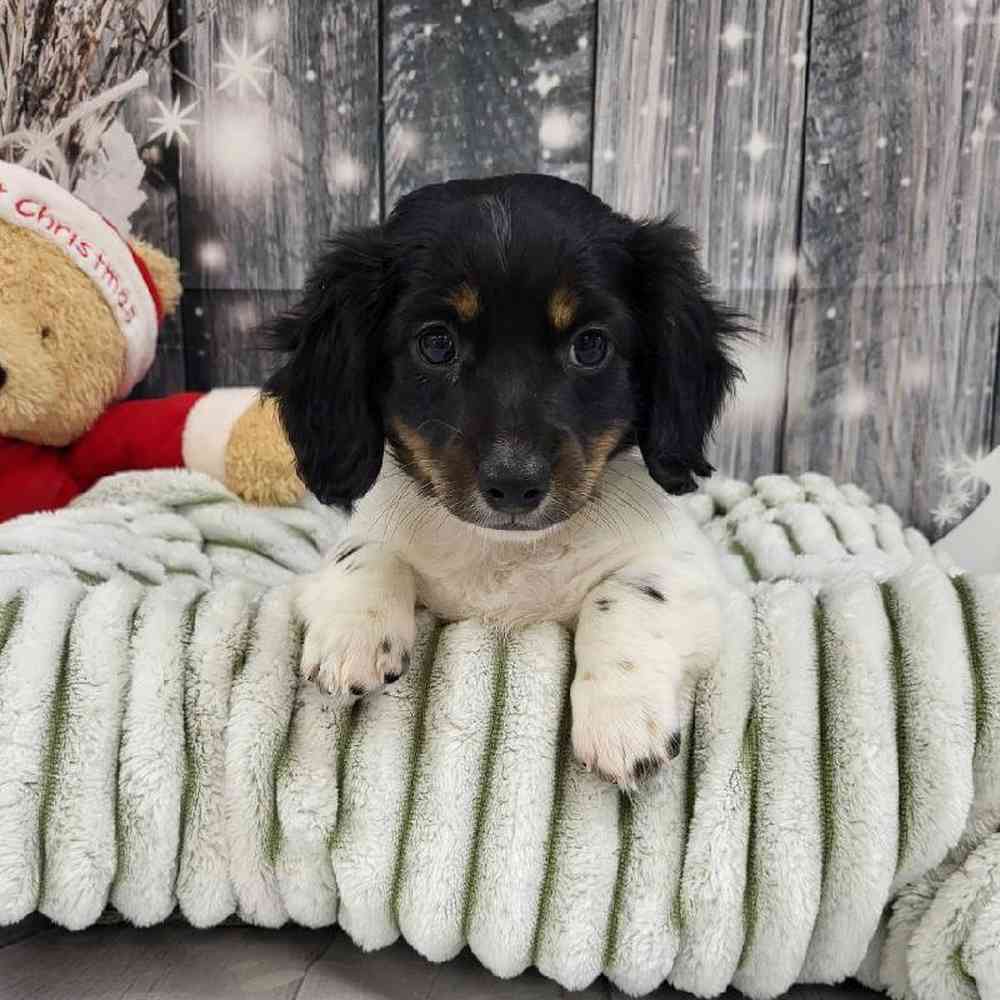 Male Dachshund Puppy for Sale in Monroeville, PA