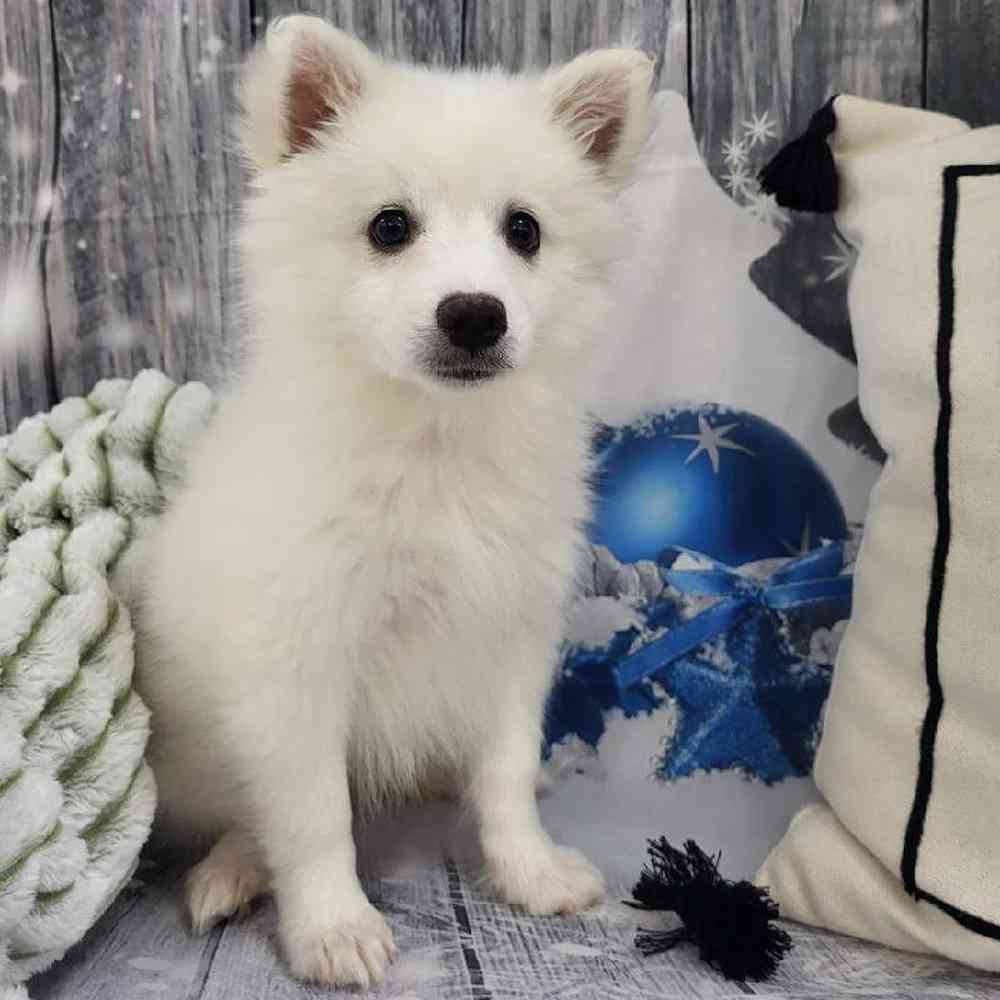 Female American Eskimo Puppy for Sale in Monroeville, PA