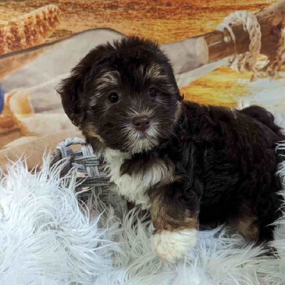 Female Havanese Puppy for Sale in Monroeville, PA