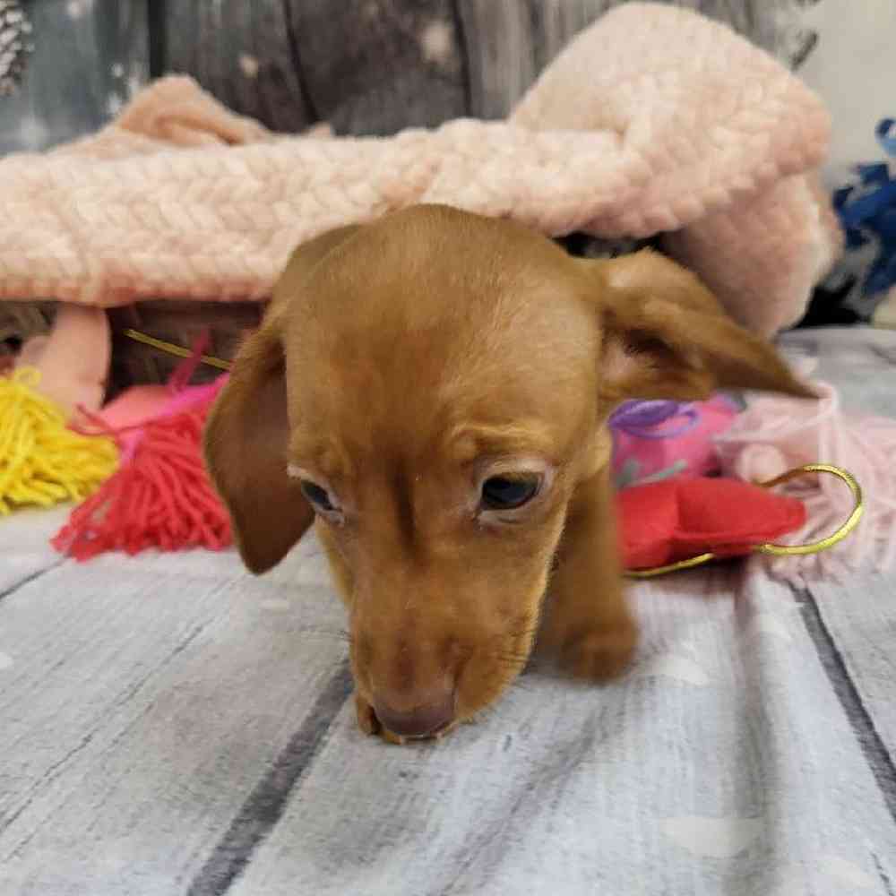 Female Dachshund Puppy for Sale in Monroeville, PA