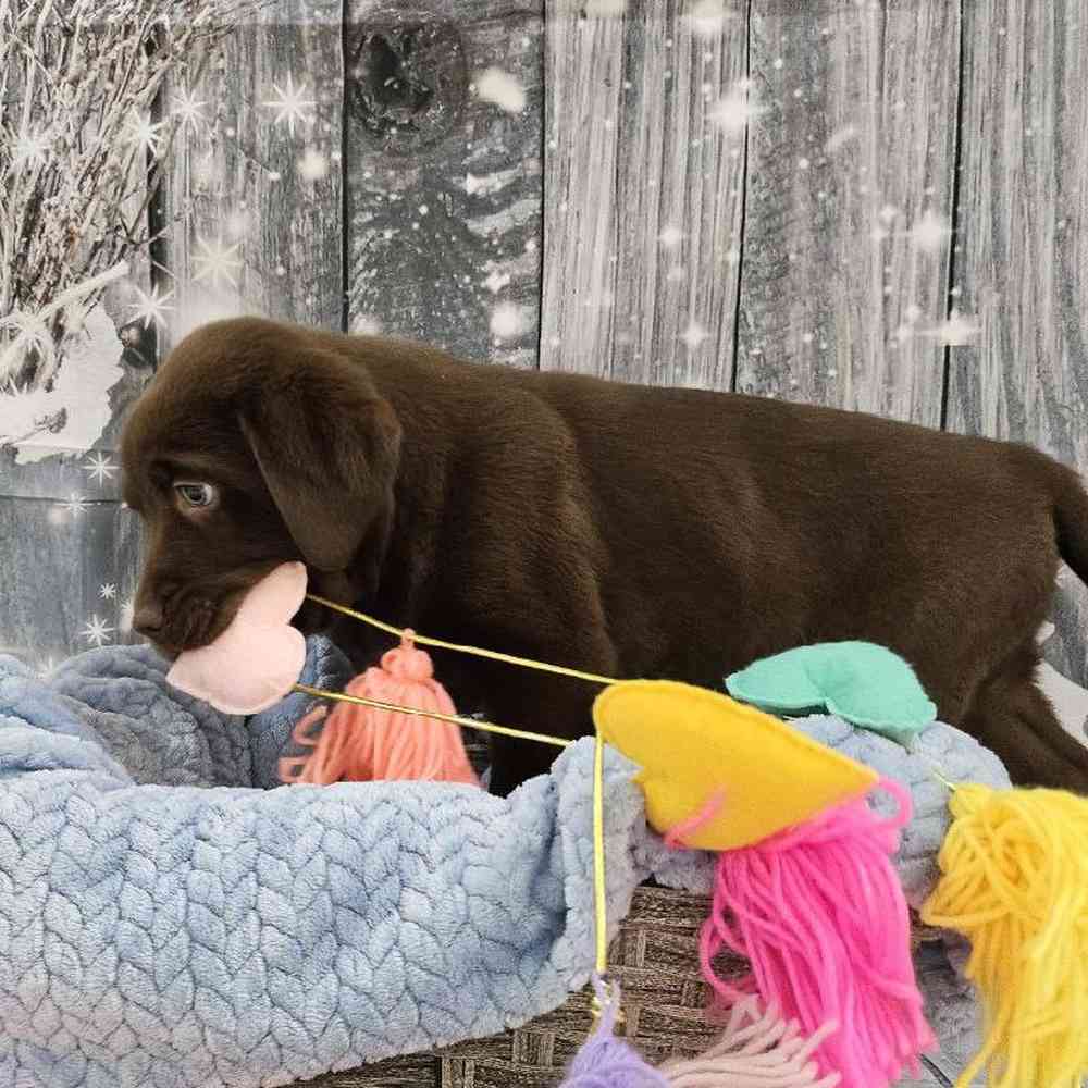 Male Labrador Retriever Puppy for Sale in Monroeville, PA