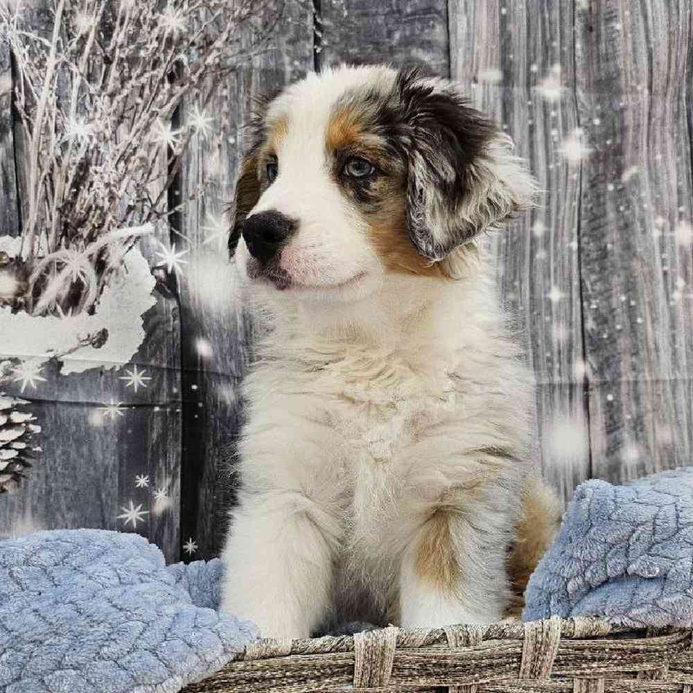 Male Australian Shepherd Puppy for Sale in Monroeville, PA