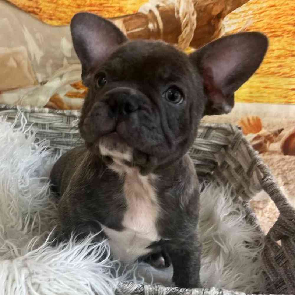 Male French Bulldog Puppy for Sale in Monroeville, PA